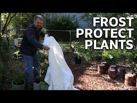 Video: Augu Aizsardzība No Pavasara Salnām