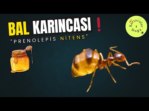 BAL GİBİ KARINCA!! Prenolepis Nitens tanıtımı ve Genel koloni kontrolü bakımı. #karıncalar