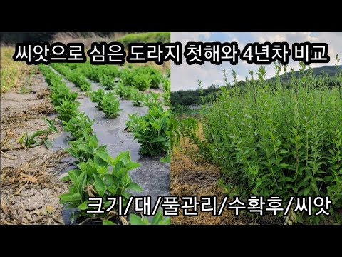 씨앗으로 심은 슈퍼약도라지와 4년차 도라지의 비교 풀관리/크기/대/수확후/촉/물