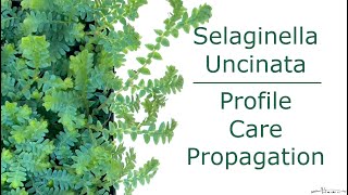 Selaginella Uncinata Profile, Care, Propagation