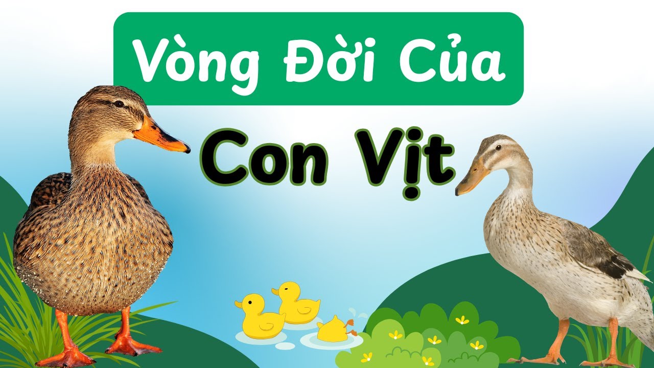 Vòng Đời Của Con Vịt Bao Nhiêu Ngày? Cùng Khám Phá Nhé!
