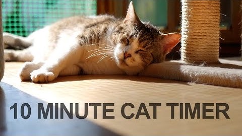 10 Minute Timer - Ten Minute Cat Timer