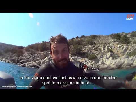 White groupers and