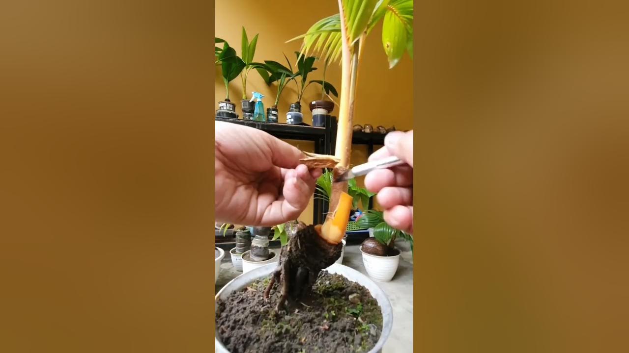 How to make bonsai tree at home fast and easy 12 YouTube