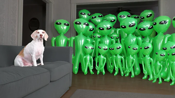 Dog Unmoved by Alien Invasion Prank: Funny Dog May...