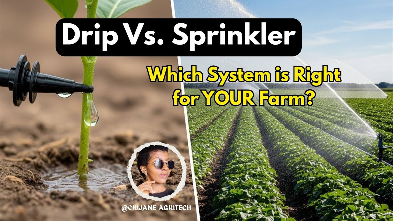 Sprinkler System Vs Drip Irrigation