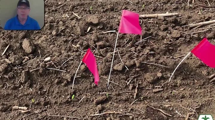 Pioneer® GrowingPoint® Agronomy - Flagging Emergence
