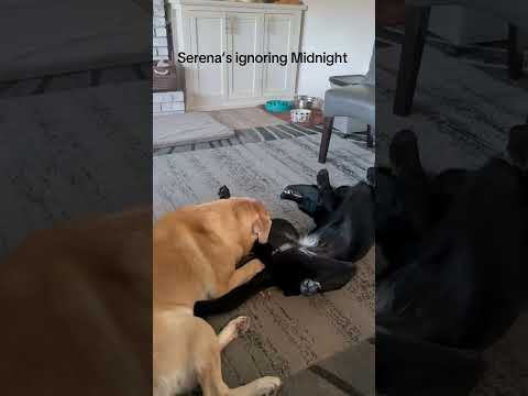Senior dog and young Midnight