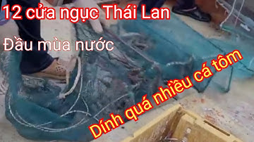 Đầu mùa nước đặt 12 cửa ngục dính cá tôm thấy ham. Cung cấp 12 cửa ngục toàn quốc