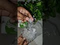 Video Image