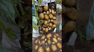 Growing potatoes in bags #shorts  #diygarden #gardening #diygardenideas