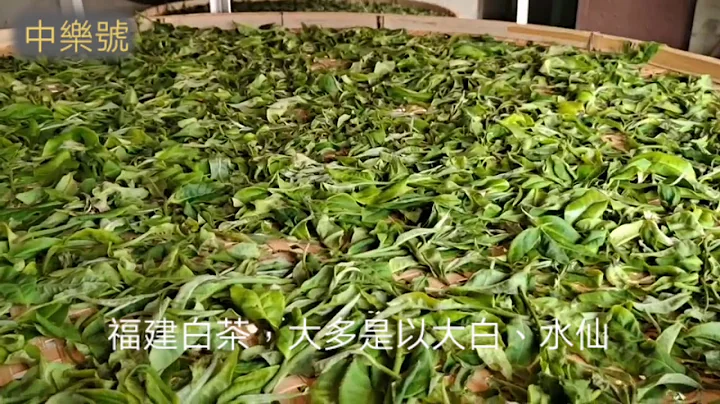 古树白茶可能重新改写中国白茶、福鼎白茶的历史！ - 天天要闻