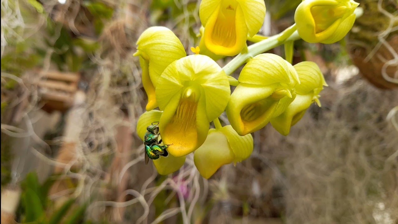 🟢 CATASETUNS ESPÉCIES FLORAÇÃO #orquídea #catasetum #espécie #natureza