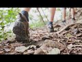 Hiking Footsteps In The Woods Sound Effects Hiking Footsteps In The Woods Sound Effects