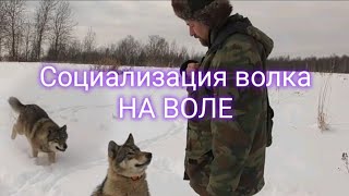 Смоленские  волки \ Социализация волка Хукина сына.