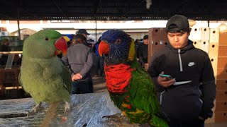 Тошкент қуш бозори: 11.12.2021 Птичий рынок Ташкент|| bird market in Tashkent