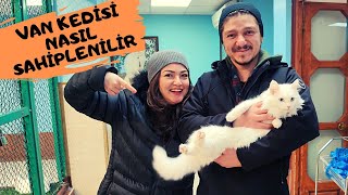 Van Kedi̇si̇ Nasil Sahi̇pleni̇li̇r Türki̇ye Güzeli̇ Mi̇a İle Tanişin Kedi̇ Vi̇llasi, Van Cats, 4K, Neyokki