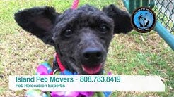 Hawaii Pet Quarantine Info From Island Pet Movers