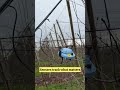 Smart Technology in the Orchard