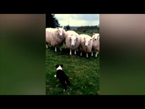 Video: Austraalia Lambakoera Ja Bordercollie Erinevus