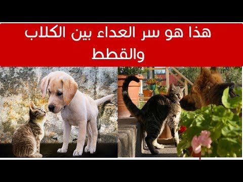 ما هو سر العداوة التاريخيه بين القطط والكلاب رغم ان الكلب لا يأكل القط