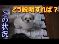 シーズー　かまってちゃん！（笑）