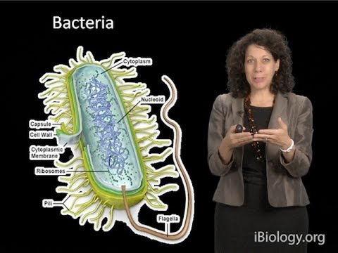 Video: Care este relația simbiotică dintre calmarul Euprymna bobtail și bacteriile bioluminiscente?