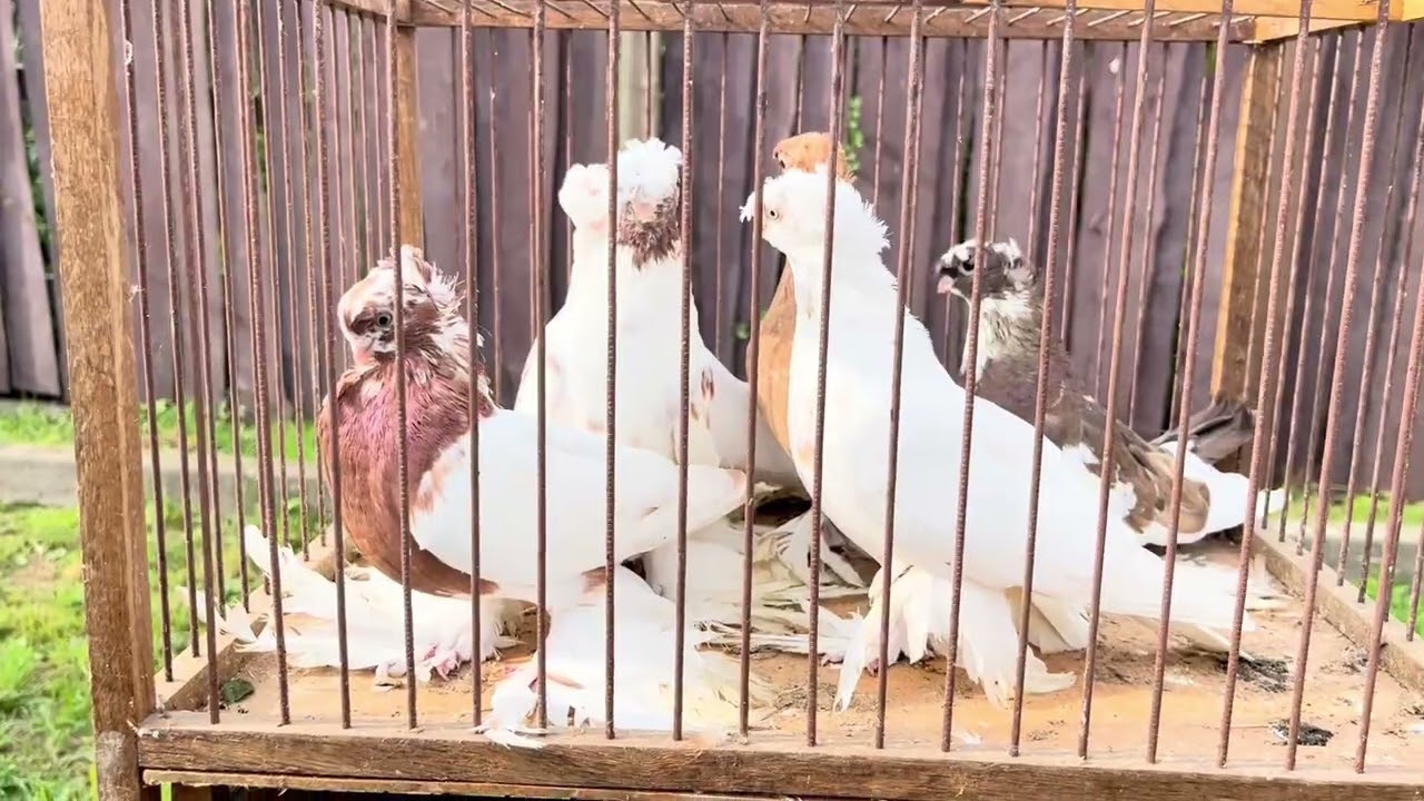 Виставка голубів 2025 і огляд інших тварин на ринку! #ринок #pigeon #село #голуби 