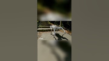 Robot Dog Conquers Stairs & Gravel: Off-Road Test!
