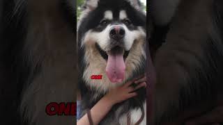 Alaskan Malamutes: The Untold Truth! #shorts #dogs