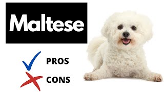 Maltese Dog Pros And Cons Shocking