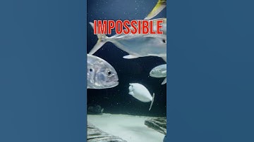 Nitrates are NOT toxic! TRUTH about Nitrates and Nitrogen Cycle in your Aquarium