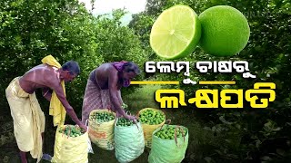 Sour to sweet: Bhanjanagar farmers script success story with lemon farming