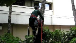 Coconut trimming