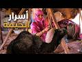 داخل صحراء الجزائر عالم لا يشبه أي مكان 