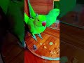 mithu Billi kaise bolati hai 😺🐈😺 #parrot #trending #talkingparot #funnybird #indianparrot #viral 😺🐈🐈