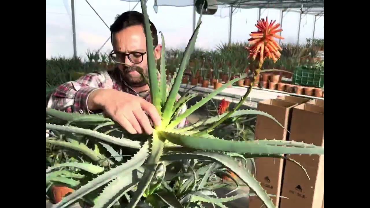 alocasia zebrina gelbe ränder Alocasia zebrina och Alocasia lauterbachiana – Elefantöra – 2 plantor