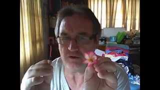 Twirling to create frangipani seed pods, the original video on twirling