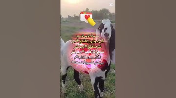 #سورة_الفلق #اكسبلور #المصحف #دحمان #تيك_توك #الرحمن #villagelife #دويتو #ترند #الورقات #القزابري