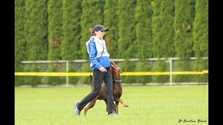 Marco vom Landgraf IGP3 IDC World Championship Obedience 2019