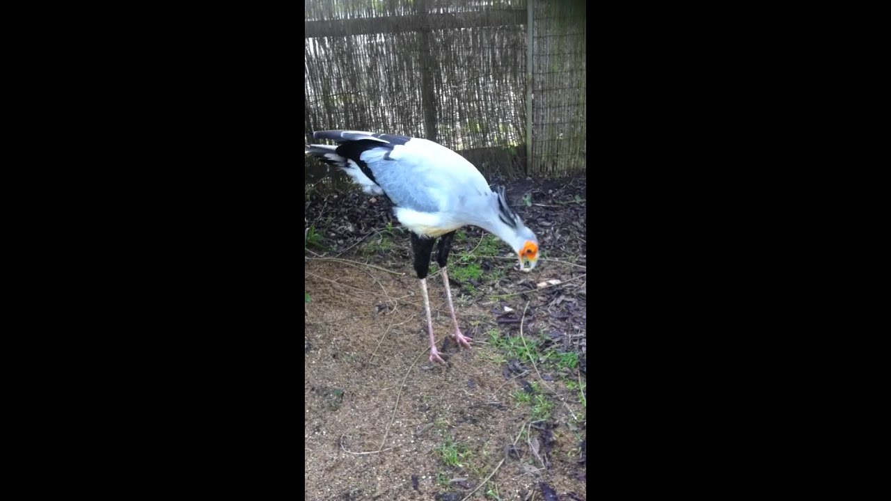Imprint Secretary Bird courtship 
