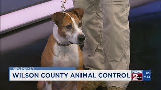 Newsmaker: Wilson County Animal Control