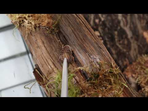 Regalis Communal Feeding Attempt