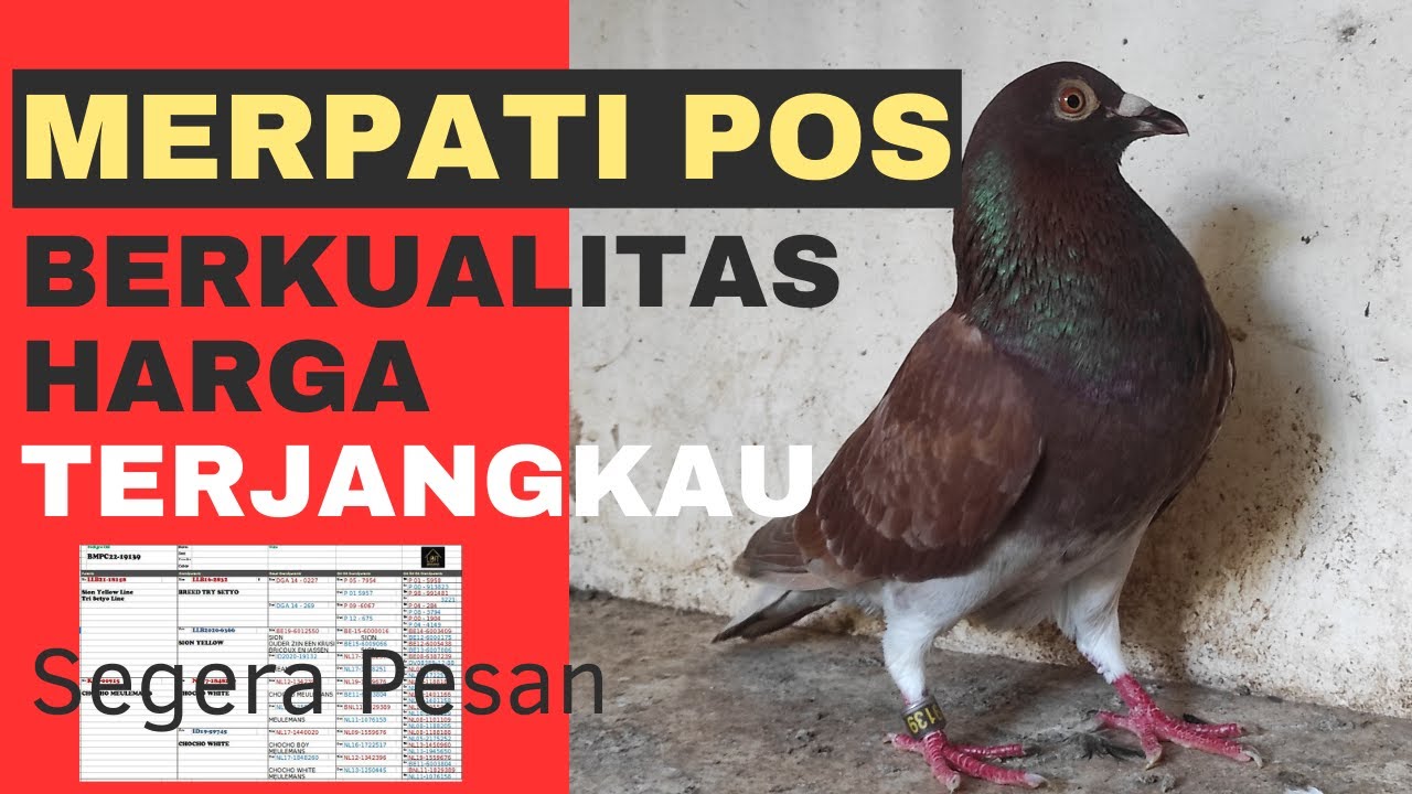 Dapatkan Merpati Pos Warna Berkualitas Tinggi!Line Import Penawaran ...