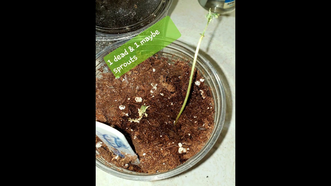 growing progress report with a boomer learning to grow series