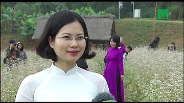 Ngắm hoa tam giác mạch ngay ở Hà Nội | VTC14