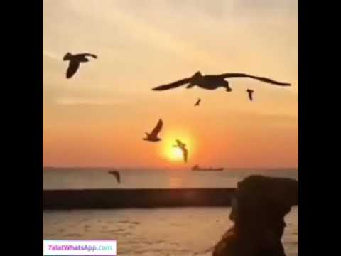 وائل كفوري حكاية عاشق حالات واتساب حكم والهام وعبر