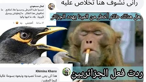 شاهد كيف تعامل الجزائريين مع ظهور الطائر الذي يهدد أمن البلاد 😅👌🏻👌🏻