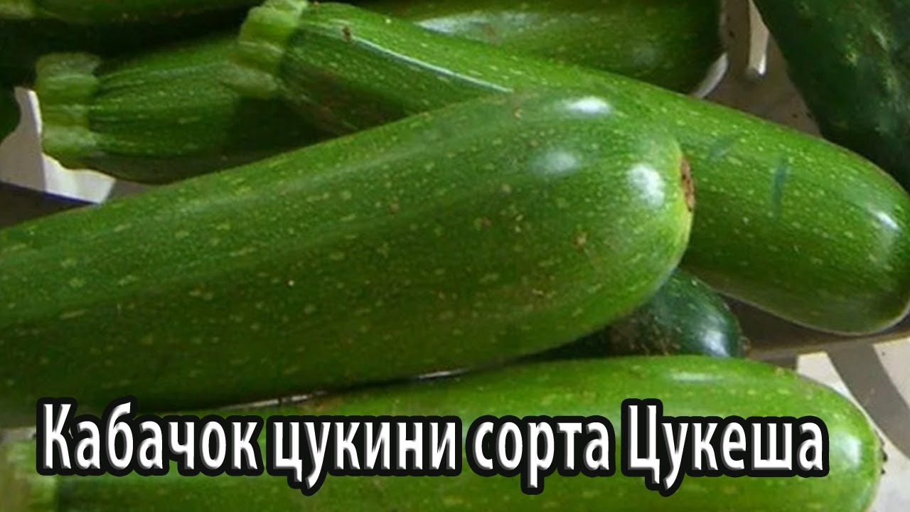 Кабачок цукини сорта «Цукеша»