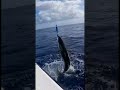 Massive Tuna Explosion #fishing #fish #videofishing #fypシ゚viral
